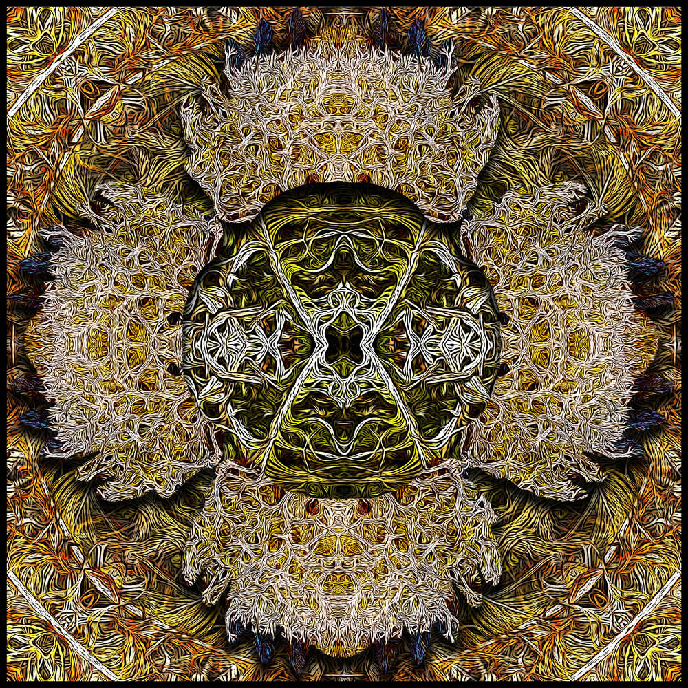 Cladonia